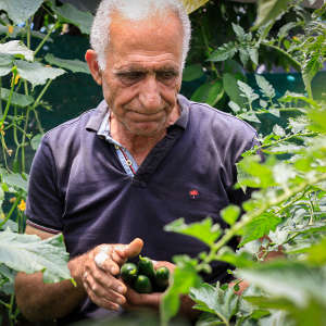 Farmer harvesting cucumbers in Bekaa, Lebanon