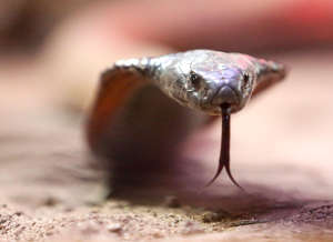 The Arabian cobra is a venomous snake species endemic to the Arabian Peninsula.
