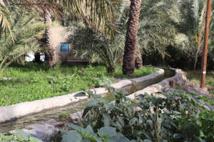 Increasing people’s knowledge of the value of traditional water management systems is key to keeping them alive. Picture of aflaj in Oman.
