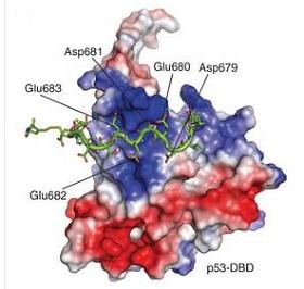 
Structural model of the Hsp peptide–p53 complex.
