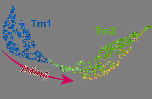 Neuronal transdifferentiation visualized by single-cell RNA sequencing. Tm1 and Tm2 neurons of the Drosophila visual system are distinguished by the terminal selectors Drgx (blue), expressed in Tm1, and pdm3 (green) expressed in Tm2. Ectopic pdm3 (red) transgenically expressed in Tm1 neurons shifts their gene expression profile to a Tm2-like state.