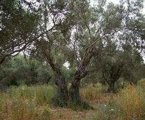 Olive trees flourish best in a specific temperature range, meaning that trees such as these at Jableh on the Syrian coast, may not survive in a warmer, drier Mediterranean climate.