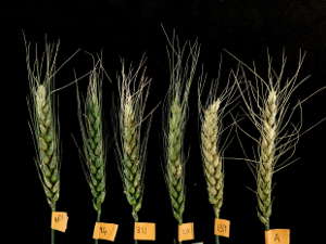 Wheat blast symptoms: the fungal disease attacks the spikes or heads of wheat plants, causing them to become blighted and turn a whitish-brown colour.