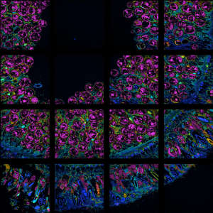 Nitrogen incorporation across the tissues of a sea anemone tentacle. Magenta indicates an increase in nitrogen incorporation level compared to the baseline in blue.