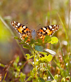 The painted lady butterfly