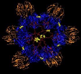 
Molecular model of the hexameric molecule.
