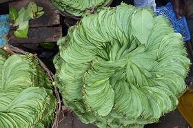 
Qat leaves are widely chewed in Yemen and the Horn of Africa.
