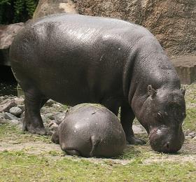 
A mother and calf pygmy hippopotamus
