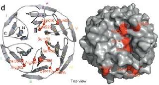 
These models of the KLHL3 protein shows the predicted location of FHHt-association mutations, which cluster in two areas that may be involved in the functional protein's interaction with other molecules.
