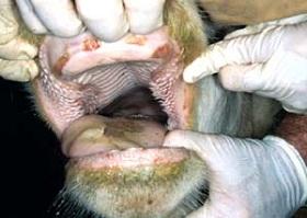 
Ruptured vesicles in the mouth of a cow affected by FMD.
