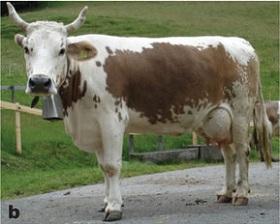 
A colour sided Belgian brown Swiss cow.
