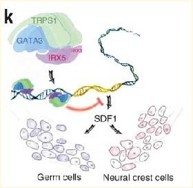 
Schematic of IRX5 in complex with comodulators TRPS1 and GATA3, tuning transcription of SDF1.
