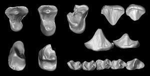 
A 3D reconstruction of the isolated upper and lower teeth of the 37 million-year-old primate  Nosmips 
