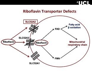 
A figure representing the dosage of the riboflavin therapy for BVVL patients.
