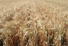 
Seed plot of rust-resistant, high-yielding wheat varieties at ICARDA’s Tel Hadya station.
