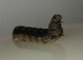 
A caterpillar uses its two small antennae to search for food.
