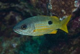 
The ear-bones of Ehrenberg’s snapper hold clues to where a fish has been.
