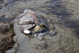
Many of the dead turtles have had their heads and shells crashed with blunt objects.
