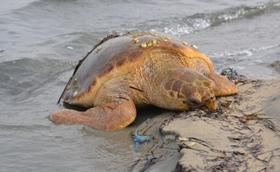 
العثور على عشرات السلاحف النافقة على شاطئ بحيرة بردويل.
