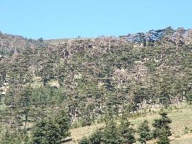 
Dieback of  Cedrus atlantica  from a prolonged drought in one of the site in Algeria.
