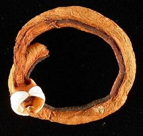 
Shipworms are not even worms, but clam-like organisms that bore through wood when submerged in water.
