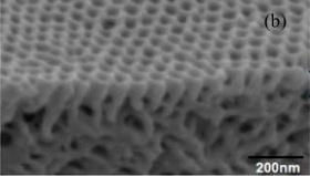 
Cross-section image showing the thin top layer and the sponge-like bed.
