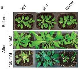 
The plant mutant with the deleted flowering gene in the middle column showed increased salt tolerance.
