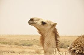 
The Arbian camel has some very unique characteristics that scientists hope to understand with the genome sequence in hand.
