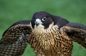 
Peregrine falcon
