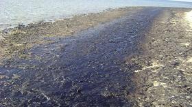 
The oil slick covered over 20 kilometres of the beaches along the Red Sea coast.
