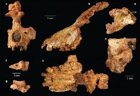 
The partial skull of  Saadanius hijazensis  from different views.
