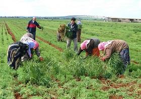 
Farmers can alternate faba beans with wheat to enrich the soil with nitrogen.
