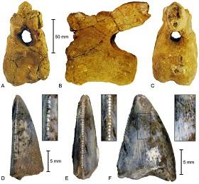 
Dinosaur remains from the Adaffa Formation of Saudi Arabia.
