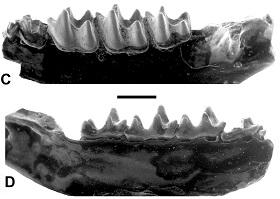 
The fossils discovered in Egypt link the origin of endemic bat species in Madagascar to Africa.
