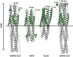 
A comparision of the structure of MERS-CoV with other viruses.
