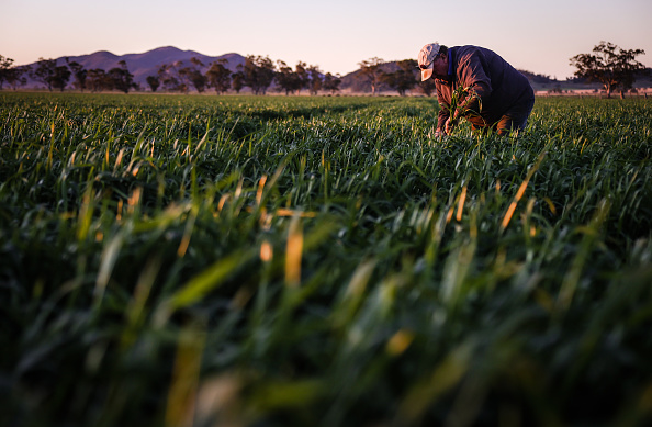 Arab countries imported more than 921.2 billion cubic metres of green water and 80.5 billion cubic meters of blue water through staple crops between 2000 and 2012.&nbsp;David Gray/Getty Images News