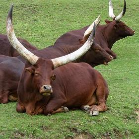 Ankole-Watusi is a breed of cattle originally native to Africa.