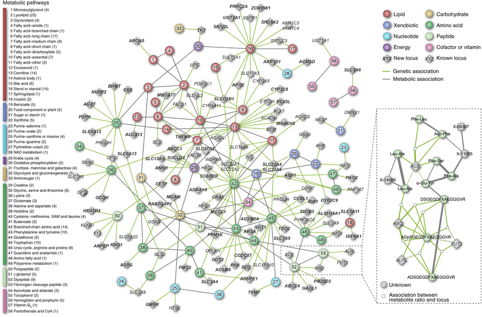 A genetic atlas of metabolism - News - Nature
