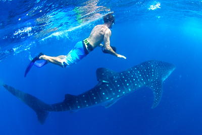 Rhincodon typus is the largest fish in the world, growing up to 15 meters long.