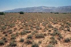 
Rangelands near Sinjar, Iraq.
