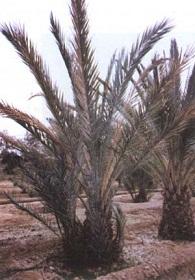 
Bayoud disease causes a whitening of the leaves of date palms, finally killing the palm tree when it advances.
