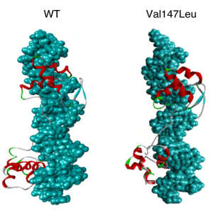 The normal (leftmost) and mutant forms of the PAX1 protein (red and green wireframes) showing the differences in how it binds to DNA (teal).