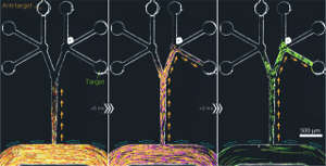 Delivery of nano-particles (coloured) only to the signal-containing target region of a branching network.