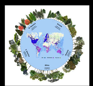 The number of tree species and individuals per continent in the Global Forest Biodiversity Initiative database, one of two databases used in the new study. GFBI data were merged with TREECHANGE data to provide the estimates in the new study. Green areas represent the global tree cover. The GFBI database contains records of about 38 million trees from 28,192 species. Depicted here are some of the most frequent species recorded in each continent.