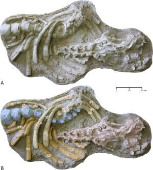 Cranium and thorax of Antaecetus aithai, (specimen FSAC Bouj-200). The cranium is shown in red and the teeth (labeled I1 through M2) are shown in brown. Vertebrae are shown in blue, the left ribs in orange, and the right ribs in yellow. Thoracics and ribs are numbered from T2 through T11 and R2 through R11 on the assumption that the skeleton had 13 thoracics and 13 pairs of ribs. Rib numbers correspond to those of matching vertebrae. (Abbreviations: Bo, basioccipital; c, mandibular condyle; Exo, exoccipital; glf, glenoid fossa; Ju, jugal; Max, maxilla; Pal, palatine; Pmx, premaxilla; pps, petrosal and surrounding pterygoid sinus; Pty, pterygoid; sop, supraorbital process of frontal; Sq, squamosal; Tym, tympanic.)