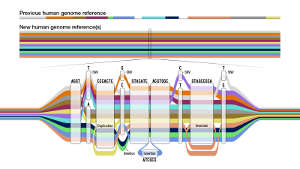 The new draft pangenome reference contains 47 genomes instead of just one, and will provide a much better point of comparison than the traditional reference to find and understand the differences in our DNA.