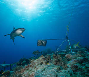 تظهر الدراسة الأوسع نطاقًا على الإطلاق لمجموعات
أسماك القرش وأسماك الراي المستوطنة للحيود المرجانية أن قروش هذه الحيود باتت
أقرب إلى الانقراض مما كان يُعتقد سابقًا.