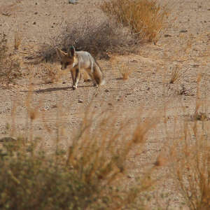 تكيف ثعلب «روبيل» (Vulpes
rueppellii)
مع شكل الحياة في الصحراء الكبرى رغم ندرة المياه بها.