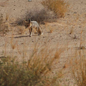 تكيف ثعلب «روبيل» (Vulpes
rueppellii)
مع شكل الحياة في الصحراء الكبرى رغم ندرة المياه بها.