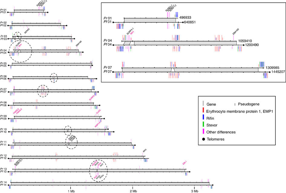 The 14 chromosomes of the nuclear genome are aligned and regions with shared synteny are shown shaded in grey, divergent loci are circled.  